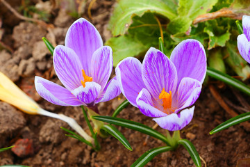 The first spring colors: blue-violet, yellow and white crocuses.