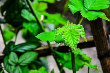 Green Background Photos