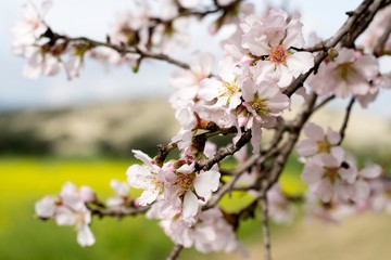 Obraz premium Details of wild blooming almond trees and background 