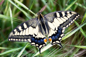 Fototapeta na wymiar Details of a wild swallowtail butterfly and green grass