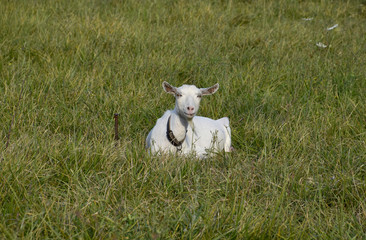 Obraz premium Goats grazing in the meadow