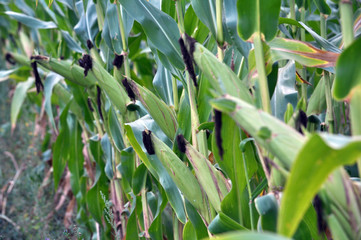 Fototapeta premium On the stem of corn ripens the cob