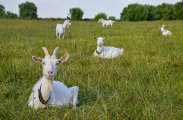 Fototapeta premium Goats grazing in the meadow