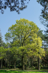 big single tree in the park with green leaves