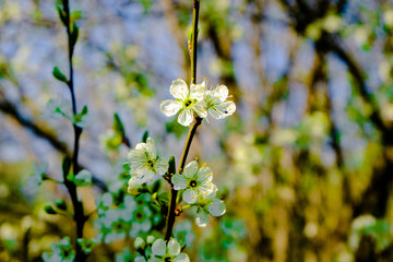 cherry blossom at a blossoming cherry tree