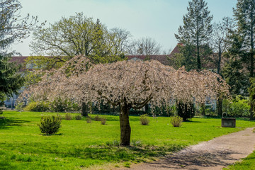 blooming trees in spring in the park