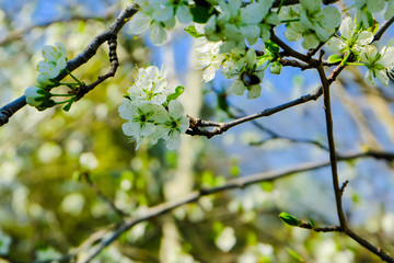 Honeybee on a cherry blossom at a blossoming cherry tree