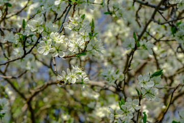 Honeybee on a cherry blossom at a blossoming cherry tree