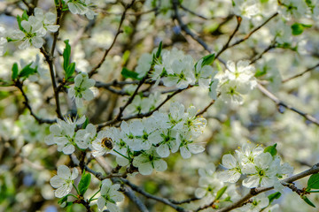 Honeybee on a cherry blossom at a blossoming cherry tree 
