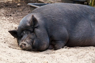 Close up of the face of a large potbelly pig sleeping on the ground with dirt on its face.