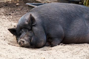 Close up of the face of a large potbelly pig sleeping on the ground with dirt on its face.