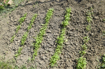 Growing parsley in the garden. The stems and leaves of parsley plant spicy culture