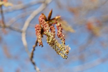 Naklejka premium Spring background image, March, April. Poplar tree in bloom, branch closeup background blue clear sky