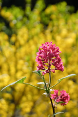 pink or red flowers against a yellow background