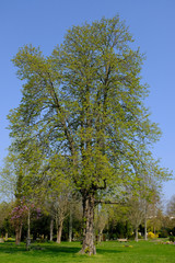 big single tree in the park with green leaves