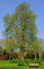 Obraz premium big single tree in the park with green leaves