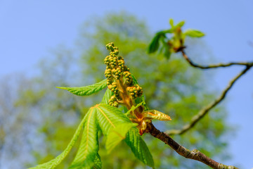 Chestnut blossom and chestnut leaves in front of blue background