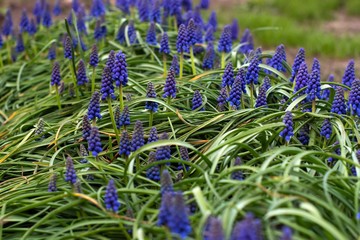 szafirki wiosenne kwiaty na grządce © Henryk Niestrój