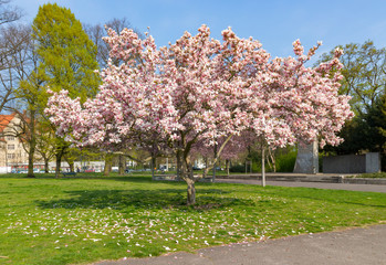 Naklejka premium Blooming pink tree in the park