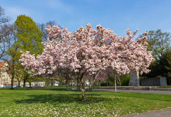 Blooming pink tree in the park