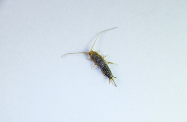 Insect feeding on paper - silverfish