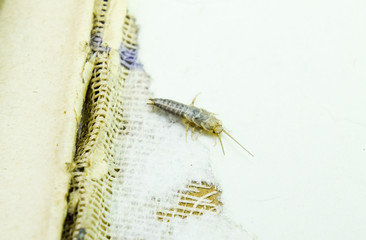 Insect feeding on paper - silverfish