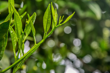 Green Background Photos