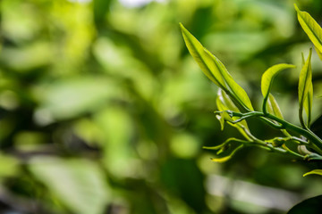 Green Background Photos