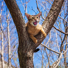 Abyssinian cat sitting on a tree in the sun