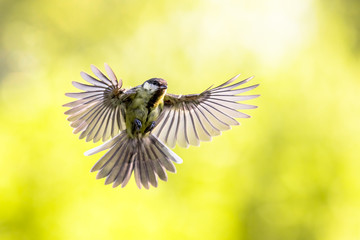 Obraz premium Bird in flight on bright green background