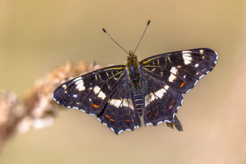 Map butterfly on bright background
