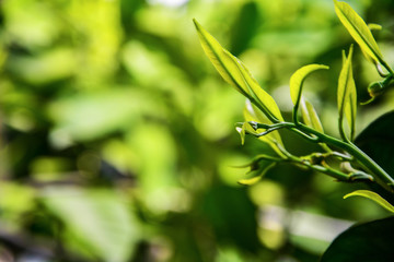 Green Background Photos