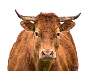 Cow portrait