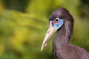 Abdimstorch / Abdim's stork / Ciconia abdimii.