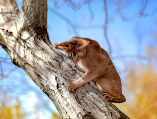 Fototapeta na wymiar Abyssinian cat sitting on a tree in the sun