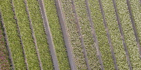 Fototapeta na wymiar Tulip field Aerial view