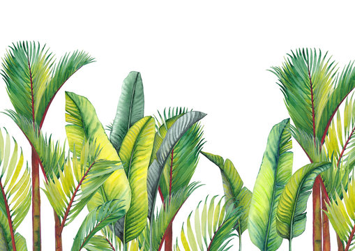 Tropical palm and banana leaves. Watercolor background. © JeannaDraw