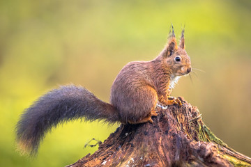 Naklejka na ściany i meble Red squirrel on tree trunk
