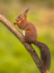 Naklejka na ściany i meble Red squirrel eating on branch
