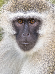 Vervet monkey portrait looking at camera
