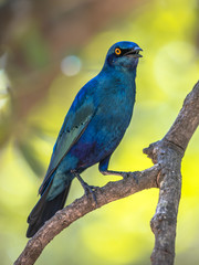 Greater blue eared Starling