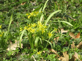 yellow flowers in the garden