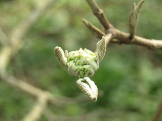 young buds on a tree