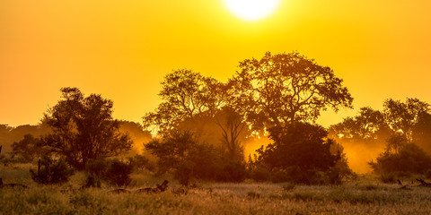 Fototapeta na wymiar Savanna Orange morning light on S100 Kruger