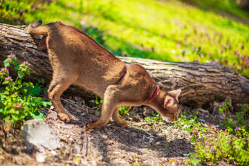 Abyssinian cat sitting on a tree log in the sun