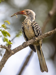 Southern red billed hornbill © creativenature.nl