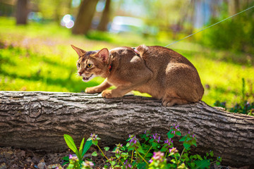 Abyssinian cat sitting on a tree log in the sun