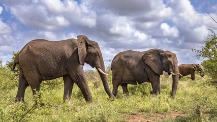 Naklejka na ściany i meble Three African Elephants walking