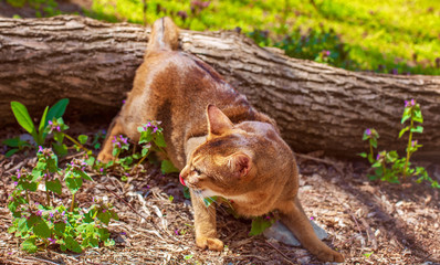 Abyssinian cat sitting on a tree log in the sun