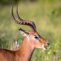 Impala eating sideview